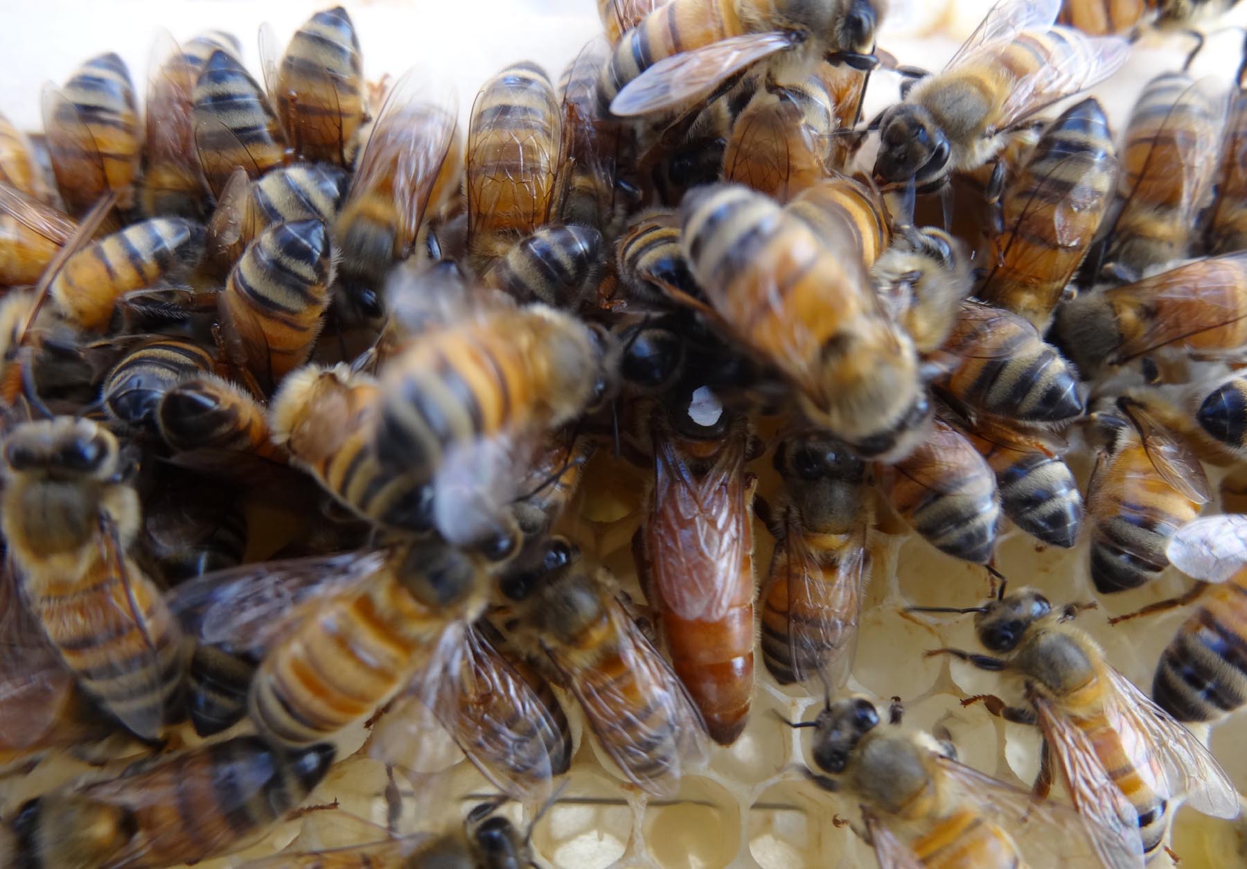 Miellerie Honey Tasmania