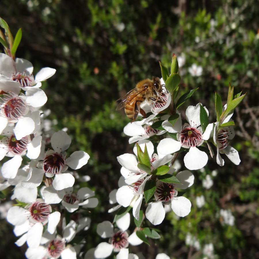 Bees gathering Manuka/Tea Tree nectar