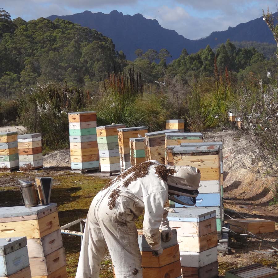 Beekeeper inspecting hives