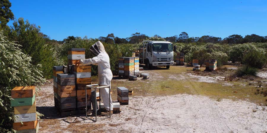 Collecting honey
