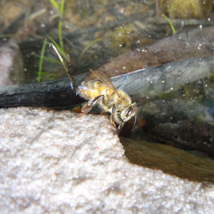 A bee drinking in Melaluca Creek