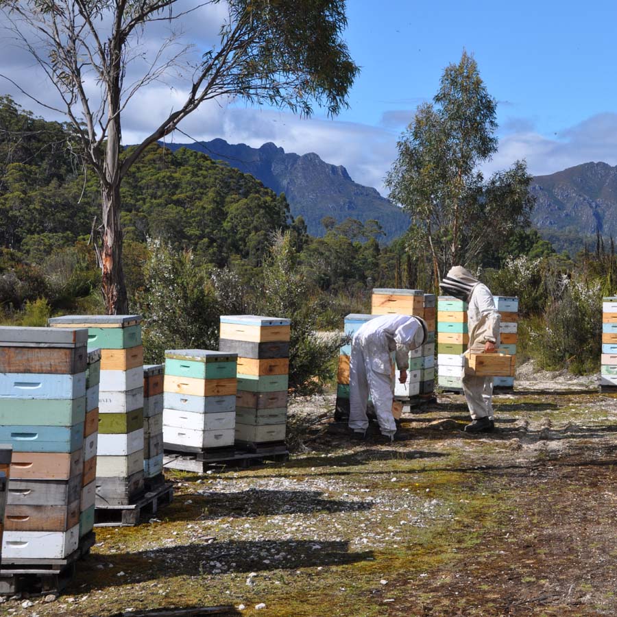 Beekeeping with Celtic Hill in the background