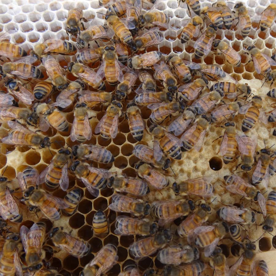 Bees on frame of brood and honey