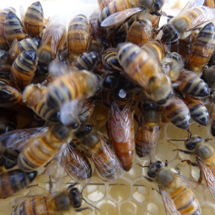 Queen bee with worker bees on honeycomb