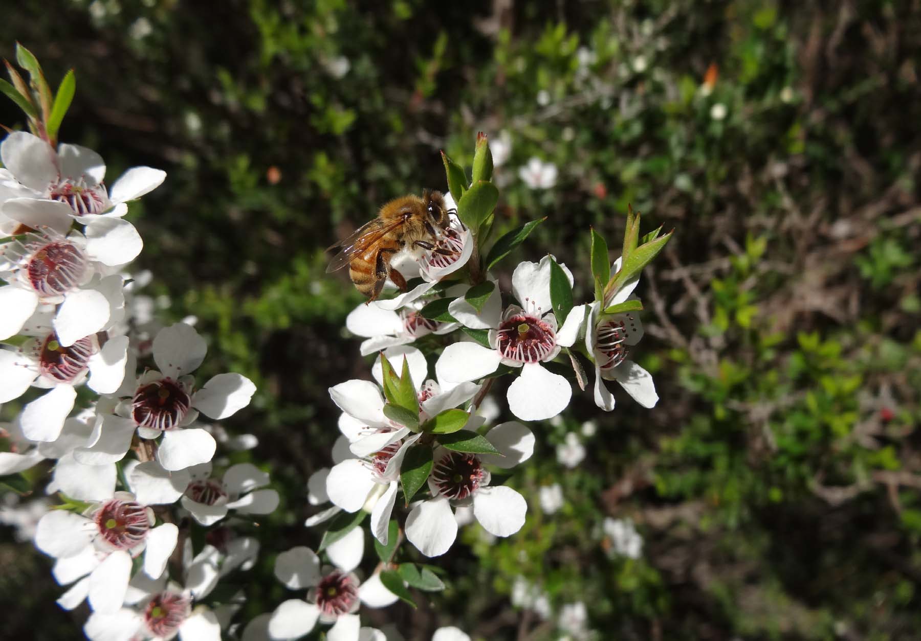 bees and flowers