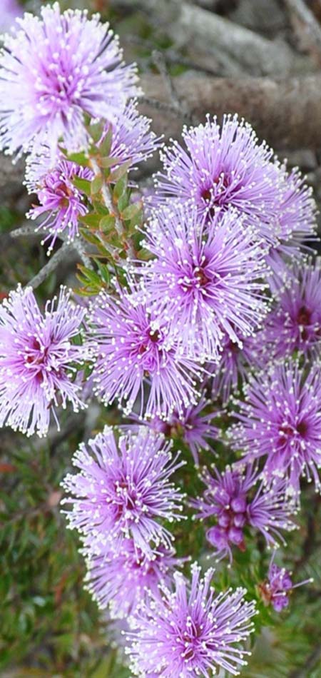 Melaluca Gibbosa