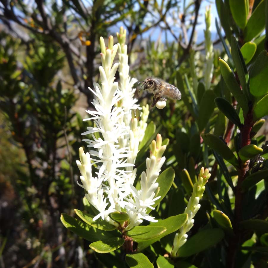 Bee flying with pollen in sac